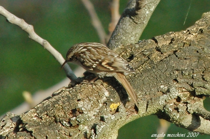 Rampichino Certhia brachydactila